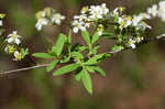 Thunberg's meadowsweet